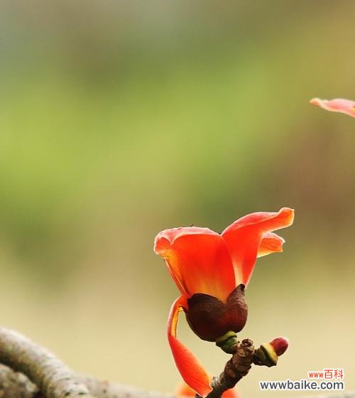 追寻自由与希望的红色之花 木棉树的象征意义与美丽