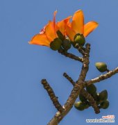 追寻自由与希望的红色之花 木棉树的象征意义与美丽