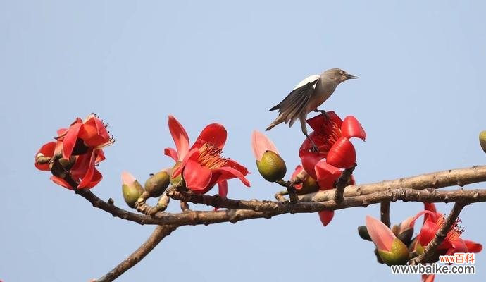 追寻自由与希望的红色之花 木棉树的象征意义与美丽