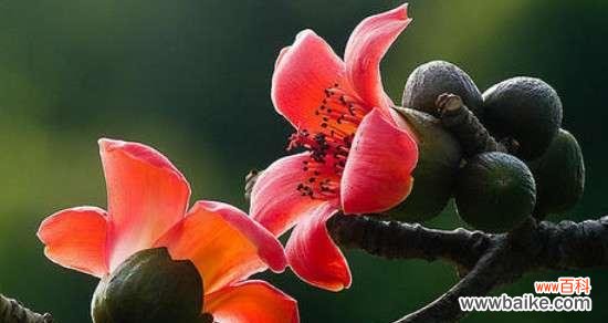 探索木棉花的象征意义和美丽之道 木棉花