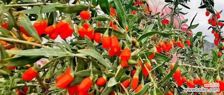 从厚实叶片到根系调节，耐盐碱植物的适应策略 耐盐碱植物——逆境中的生命奇迹