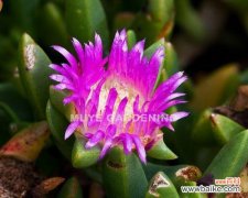 从厚实叶片到根系调节，耐盐碱植物的适应策略 耐盐碱植物——逆境中的生命奇迹