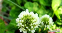 传递爱与勇气的小小花朵 苜蓿花语-生命的希望