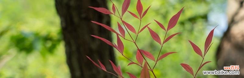 揭示南天竹的文化内涵与传统象征 南天竹的寓意与象征