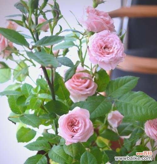 大白月季的花语是什么？它有何特别之处？