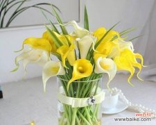 彩色马蹄莲的花语有哪些含义？