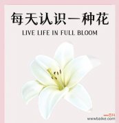 百合的花语有哪些特点？它在不同文化中代表什么？