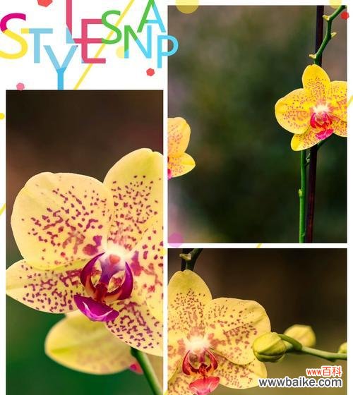 没有话题的花语有何深意？它在花语中扮演什么角色？