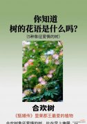 没有话题的花语有何深意？它在花语中扮演什么角色？