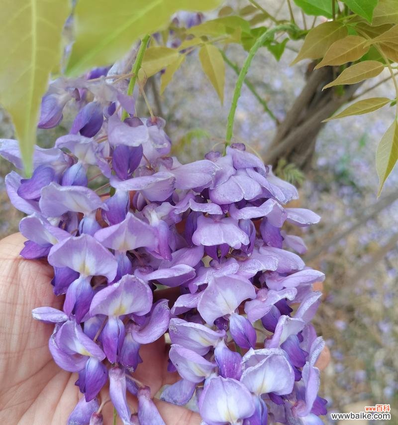 摇摆的紫藤花语和寓意是什么？它象征着什么？