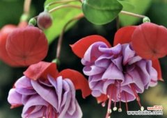 灯笼花的花语和寓意是什么？它象征着什么？