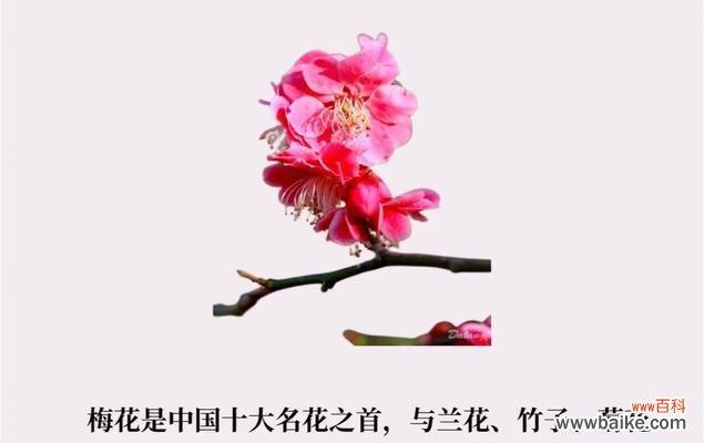 不同颜色梅花的花语有何区别？梅花颜色不同代表什么？