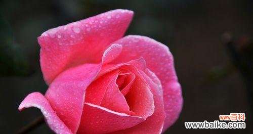 揭开11朵玫瑰的神秘面纱,传达不同的情感 11朵玫瑰花语的意义与传承