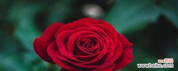 绽放在微笑里的爱,用玫瑰传递 粉色玫瑰的花语