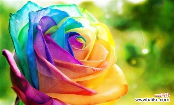 绽放在微笑里的爱,用玫瑰传递 粉色玫瑰的花语