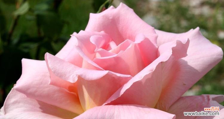 探索玫瑰花色彩的背后世界 玫瑰花的颜色寓意及象征意义