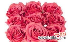 探索不同颜色玫瑰的花语之谜 玫瑰花语的意义和象征