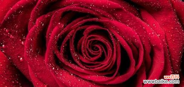 深入解读玫瑰花语中不同数量的花朵所代表的意义 玫瑰花语之花朵数量的含义