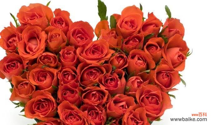玫瑰花支数 玫瑰花支数的含义