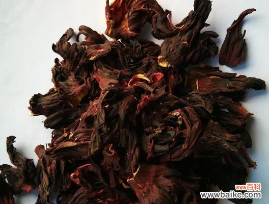 解密玫瑰茄的花语和神奇能力 玫瑰茄传说