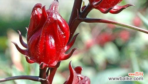 解密玫瑰茄的花语和神奇能力 玫瑰茄传说