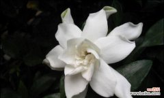 揭秘栀子花的花语及其象征的真爱 栀子花的真正花语——永恒之爱