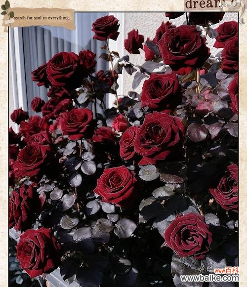 温柔玫瑰的花语表达了什么情感?它象征着什么?