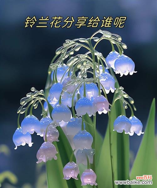 65朵花的花语代表什么意思？它象征了哪些情感？