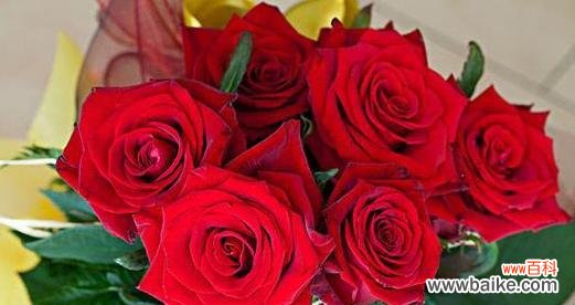 65朵花的花语代表什么意思？它象征了哪些情感？