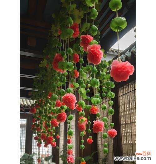 九色海棠的花语具体是什么？