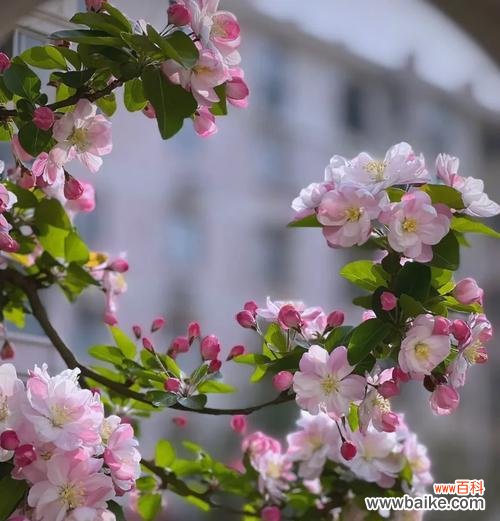 九色海棠的花语具体是什么？