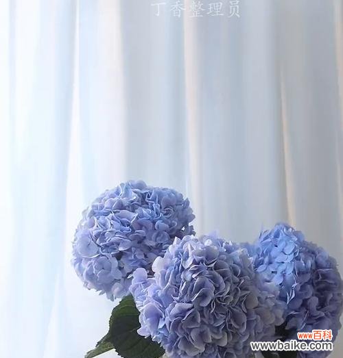 蓝色绣球花的花语有何含义？