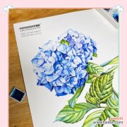 蓝色绣球花的花语有何含义？