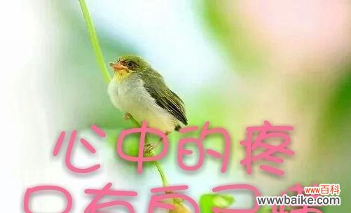 “想念是会破碎”的花语有何深意？