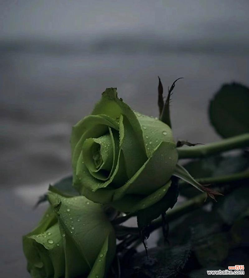 苏格兰绿玫瑰的花语代表什么？