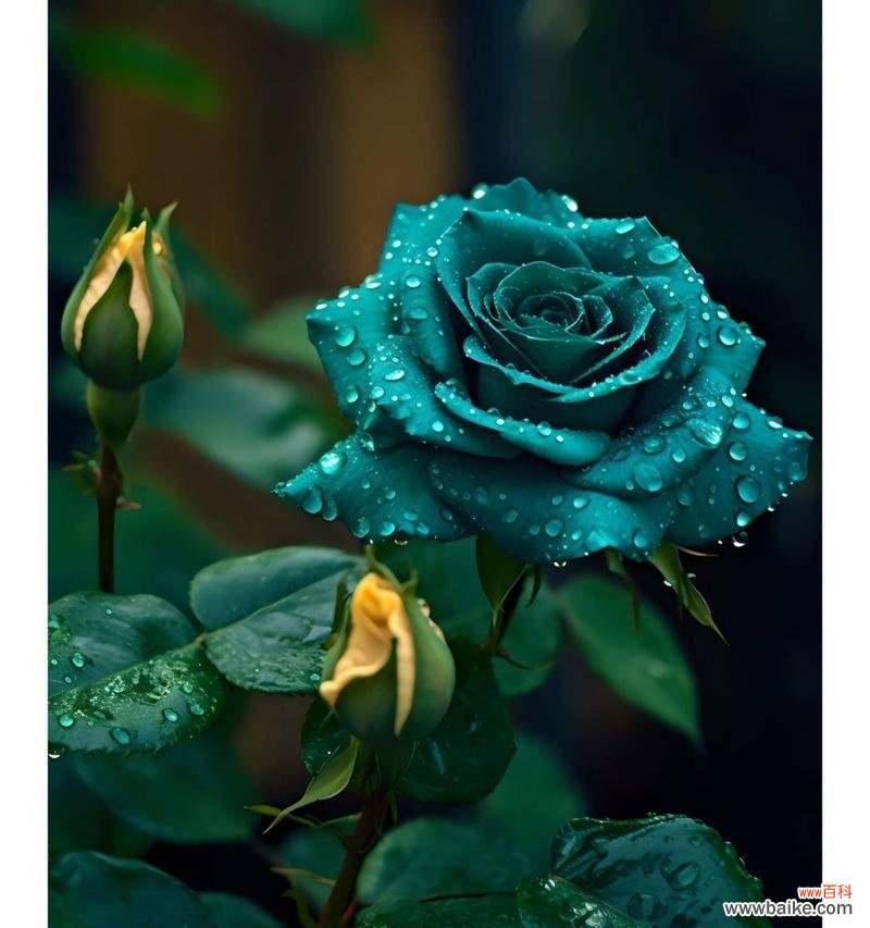 苏格兰绿玫瑰的花语代表什么？