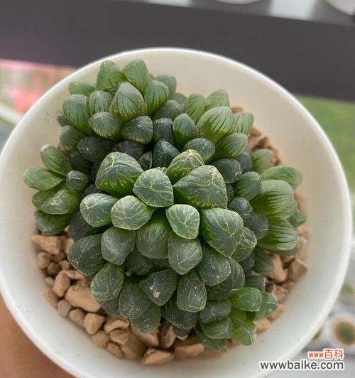 玉露花的花语是什么意思?