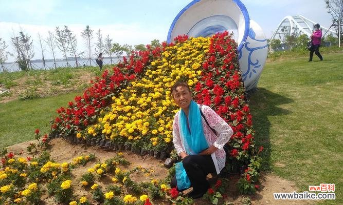 玉露花的花语是什么意思?