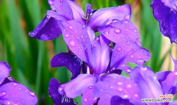 初次相见的心动花语是什么?哪种花语适合初次见面的场合?