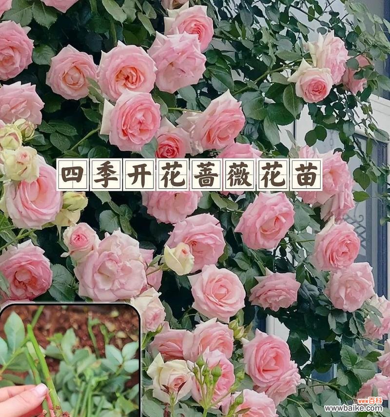 姐妹花的花语代表什么?