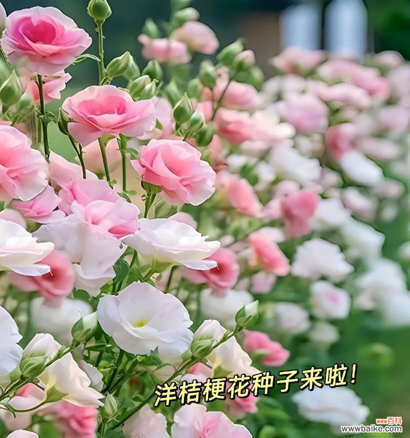 姐妹花的花语代表什么?