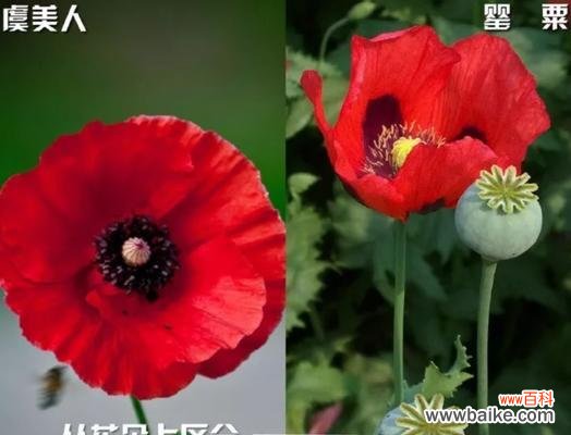 姐妹花的花语代表什么?