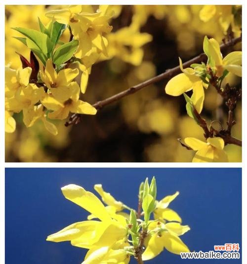 迎春花的花语有哪些含义?