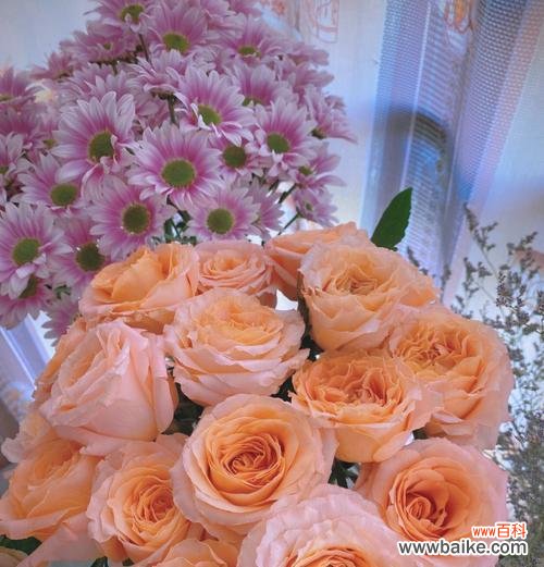 玫瑰花的最新花语是什么？玫瑰花语有何新含义？