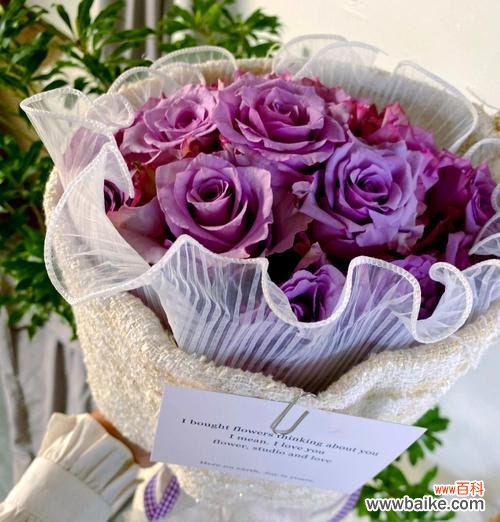 玫瑰花的最新花语是什么？玫瑰花语有何新含义？