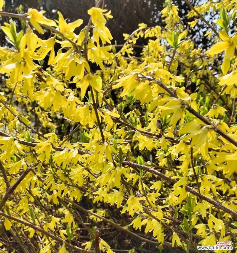 连翘花的花语是什么意思？