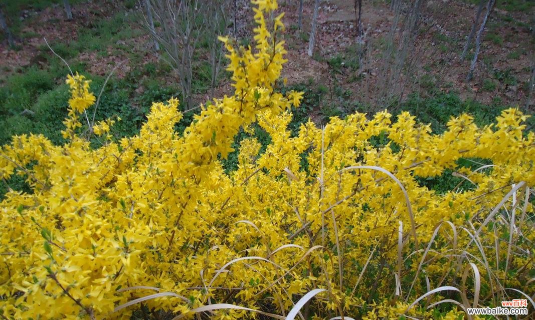连翘花的花语是什么意思？