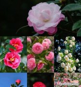 山茶花的花语与文化象征有何联系？