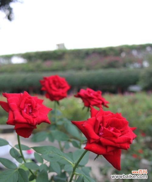 玫瑰花几朵代表的含义与情感世界 玫瑰花的寓意与象征——解读玫瑰花的含义