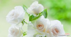 探索玫瑰的深层含义 玫瑰的意义与象征